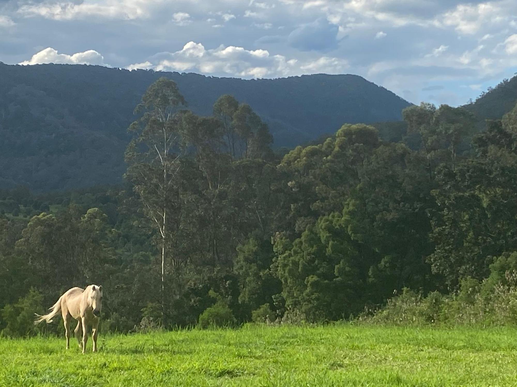 Nimbin Waterfall Retreat Екстер'єр фото